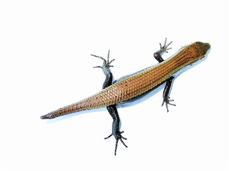 simsearch:400-05698814,k - reptile animal lizard(Sphenomorphus indicus) isolated in white Photographie de stock - Aubaine LD & Abonnement, Code: 400-05260202