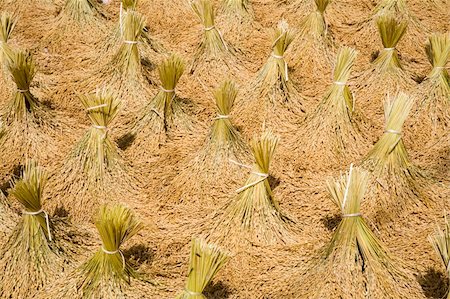Toraja rice harvest drying in the sun Stock Photo - Budget Royalty-Free & Subscription, Code: 400-05261512