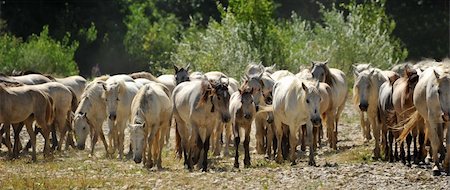 simsearch:400-06391487,k - herd of Camargue horses and foal in a field Stock Photo - Budget Royalty-Free & Subscription, Code: 400-05262067