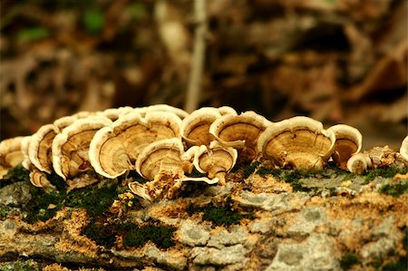A bunch of Mushrooms on a tree Stock Photo - Budget Royalty-Free & Subscription, Code: 400-05263842