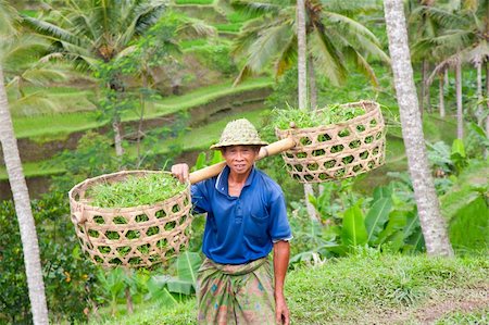 Rice farmer Wajan Kantun on his rice fields in Tegallalang, Bali , Indonesia Stock Photo - Budget Royalty-Free & Subscription, Code: 400-05274214