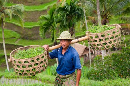 Rice farmer Wajan Kantun on his rice fields in Tegallalang, Bali , Indonesia Stock Photo - Budget Royalty-Free & Subscription, Code: 400-05274213