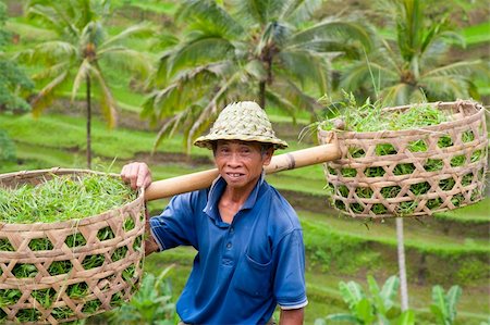 Rice farmer Wajan Kantun on his rice fields in Tegallalang, Bali , Indonesia Stock Photo - Budget Royalty-Free & Subscription, Code: 400-05274236