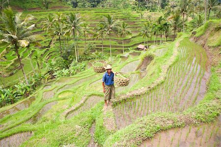 Rice farmer Wajan Kantun on his rice fields in Tegallalang, Bali , Indonesia Stock Photo - Budget Royalty-Free & Subscription, Code: 400-05274238