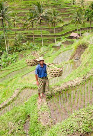 Rice farmer Wajan Kantun on his rice fields in Tegallalang, Bali , Indonesia Stock Photo - Budget Royalty-Free & Subscription, Code: 400-05274240