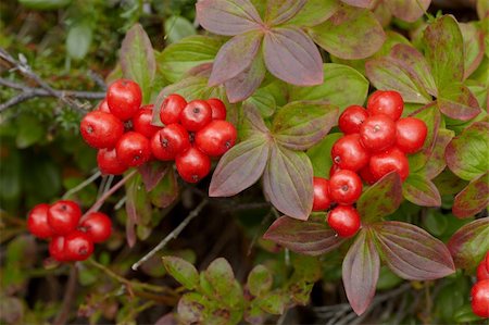 red dwarf - Wild inedible red berries in the woods Stock Photo - Budget Royalty-Free & Subscription, Code: 400-05274741