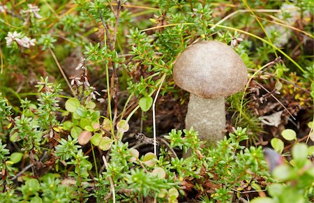 simsearch:400-04766599,k - Among moss in a forest mushroom growing - boletus Stock Photo - Budget Royalty-Free & Subscription, Code: 400-05274742
