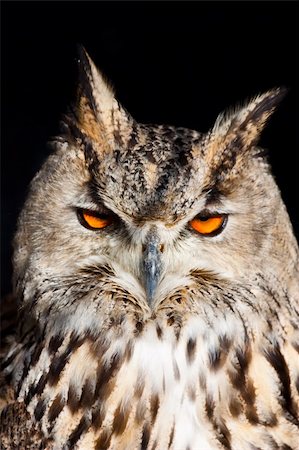 simsearch:400-06103943,k - Royal owl: complete classification Bubo Bubo - Aves - Neognata - Strigiformes - Striginae Foto de stock - Super Valor sin royalties y Suscripción, Código: 400-05275076
