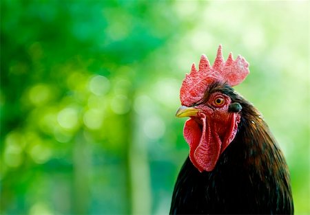Detail of a watchful rooster. Photographie de stock - Aubaine LD & Abonnement, Code: 400-05276061