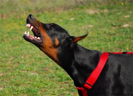 evil dogs - portrait of a dangerous purebred doberman pinsher Stock Photo - Budget Royalty-Free & Subscription, Code: 400-05277861