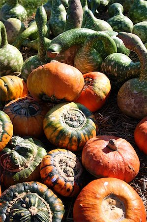 simsearch:400-04211564,k - Pretty different types of pumpkins for sale Photographie de stock - Aubaine LD & Abonnement, Code: 400-05279835