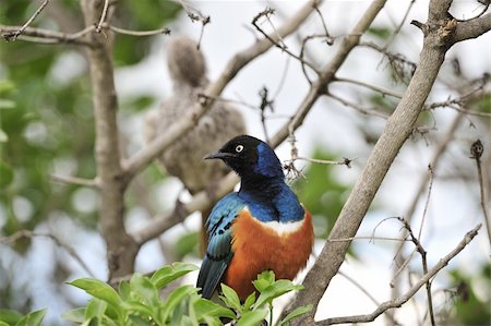 simsearch:400-04604339,k - Colourful bird Superb Starling sits on a branch on a bright blue-green background. Stock Photo - Budget Royalty-Free & Subscription, Code: 400-05272573