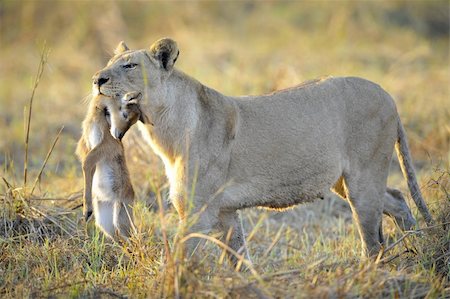 simsearch:400-04836462,k - A lioness with new-born antelope prey. The lioness goes on savanna and bears the killed kid of an antelope. A yellow grass. The morning sun. Foto de stock - Super Valor sin royalties y Suscripción, Código: 400-05272777