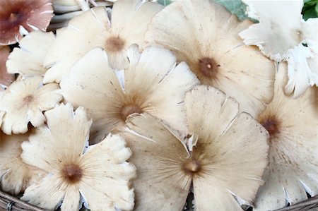 group of mushrooms Foto de stock - Super Valor sin royalties y Suscripción, Código: 400-05284846