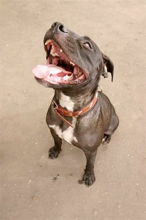 dog angry face - pit bull terrier with open mouth close-up Stock Photo - Budget Royalty-Free & Subscription, Code: 400-05285670