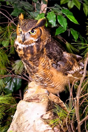 simsearch:400-04409562,k - Captive Great Horned Owl Standing On Rock in Ohio Stock Photo - Budget Royalty-Free & Subscription, Code: 400-05286555