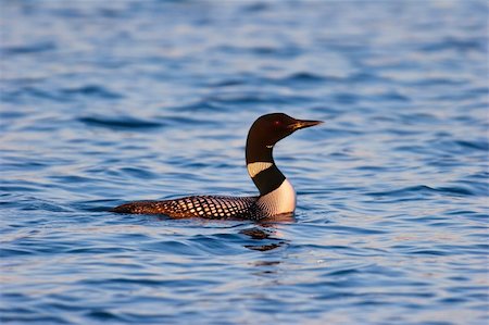 eistaucher - Wild Common Loon In Mating Plumage At Sunset In Wisconsin Stockbilder - Microstock & Abonnement, Bildnummer: 400-05286556