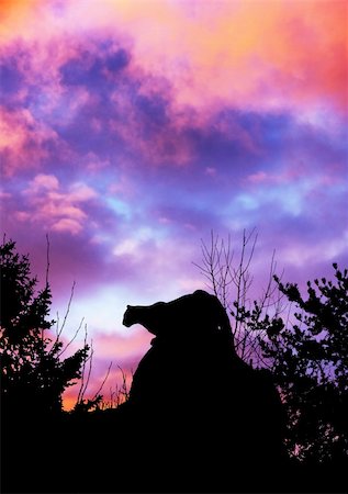 Silhouette of cougar stalking prey from a big boulder rock on top of a mountain in the forest against beautiful dramatic sunset sky. Photographie de stock - Aubaine LD & Abonnement, Code: 400-05287047