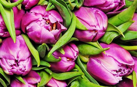 simsearch:400-04808821,k - beautiful pink tulips, big bouquet Foto de stock - Super Valor sin royalties y Suscripción, Código: 400-05287664