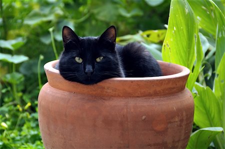 pet shelter - Black cat sheltering from cold wind in a flowerpot. Stock Photo - Budget Royalty-Free & Subscription, Code: 400-05287920
