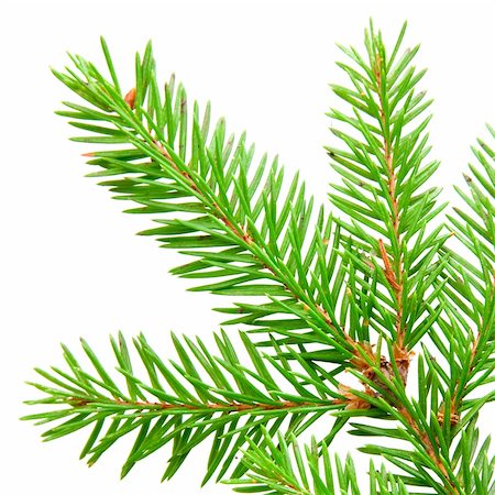 fir needle - green branch of fir isolated on white Stock Photo - Budget Royalty-Free & Subscription, Code: 400-05288411