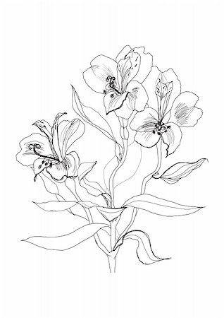 Alstrameriya flower pen drawing on white background Stock Photo - Budget Royalty-Free & Subscription, Code: 400-05289851