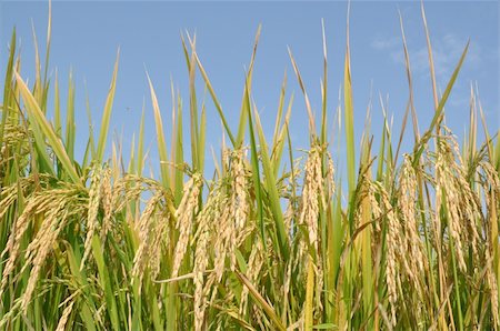 ear of rice from northern thailand Stock Photo - Budget Royalty-Free & Subscription, Code: 400-05281297