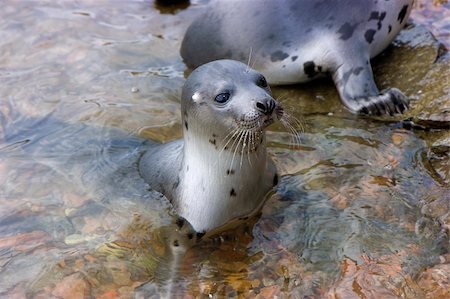 seals in their natural habitat on the shore Stock Photo - Budget Royalty-Free & Subscription, Code: 400-05281419