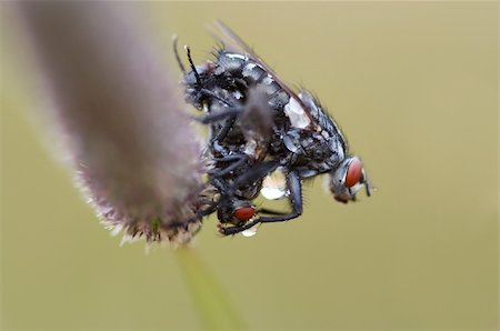 Detail (close-up) of the flies Stock Photo - Budget Royalty-Free & Subscription, Code: 400-05282975