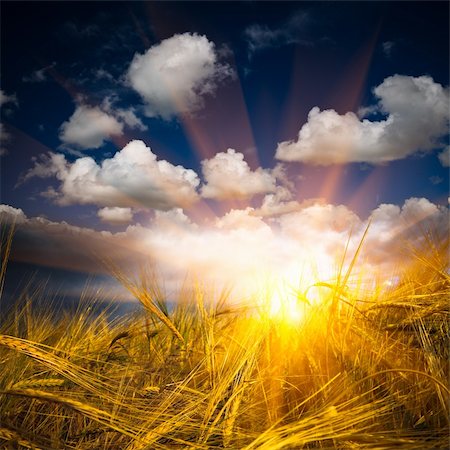 simsearch:400-04794343,k - The sunlight sprinkles the corn field outdoor of the meadow at sunset. Stock Photo - Budget Royalty-Free & Subscription, Code: 400-05283694