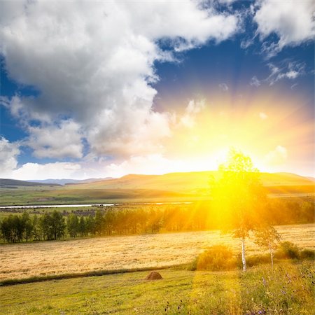 simsearch:400-04794343,k - The sunlight sprinkles the corn field outdoor of the meadow at sunset. Stock Photo - Budget Royalty-Free & Subscription, Code: 400-05283695