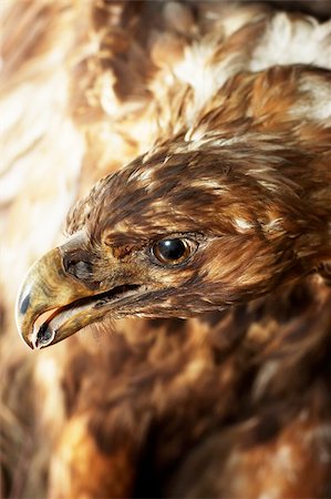 staring eagle - Eagle Photographie de stock - Aubaine LD & Abonnement, Code: 400-05294106