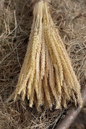 simsearch:400-05386603,k - Bunch of wheat ears Stock Photo - Budget Royalty-Free & Subscription, Code: 400-05294139