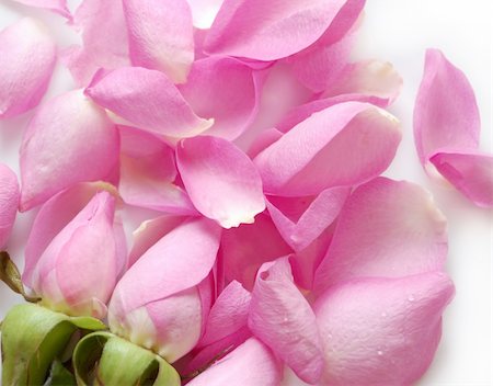 Petals of pink roses Photographie de stock - Aubaine LD & Abonnement, Code: 400-05294145