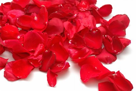 Petals of red roses on white background Stock Photo - Budget Royalty-Free & Subscription, Code: 400-05294146