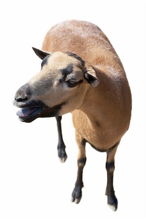 simsearch:400-05294140,k - Baaed goat isolated on white Stock Photo - Budget Royalty-Free & Subscription, Code: 400-05294140