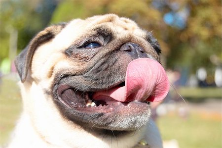 Funny happy Pug dog with big tonque. Outdoors Photographie de stock - Aubaine LD & Abonnement, Code: 400-05294188