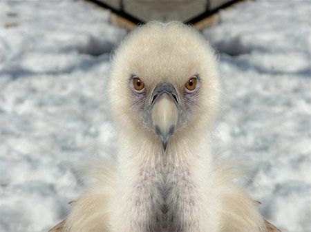 White griffon on a snow background, front view Stock Photo - Budget Royalty-Free & Subscription, Code: 400-05294573