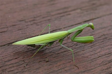 simsearch:400-04698964,k - Green praying mantis on a wooden table, outdoors, close-up Photographie de stock - Aubaine LD & Abonnement, Code: 400-05295599