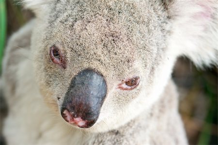 simsearch:400-05354986,k - A closeup portrait of a wild koala taken from above Stock Photo - Budget Royalty-Free & Subscription, Code: 400-05296526