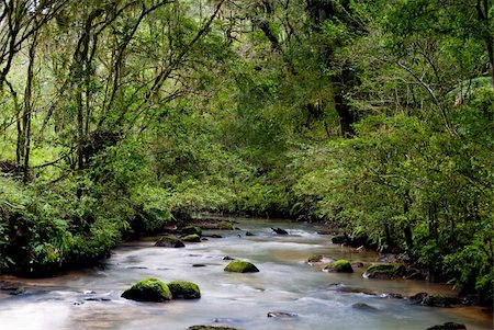 River with rocks and moss in the Brazilian Atlantic rainforest. Stock Photo - Budget Royalty-Free & Subscription, Code: 400-05297070