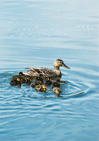 drake - duck with ducklings swimming across lake Stock Photo - Budget Royalty-Free & Subscription, Code: 400-05297687