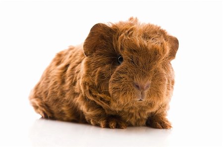 simsearch:400-04286557,k - baby guinea pig Stock Photo - Budget Royalty-Free & Subscription, Code: 400-05297736