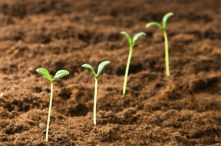 seed growing in soil - Green seedling illustrating concept of new life Stock Photo - Budget Royalty-Free & Subscription, Code: 400-05297824