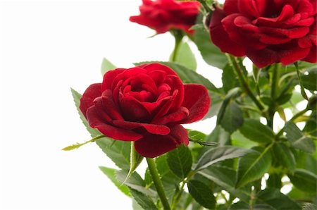 dozen roses - red roses on a white background Stock Photo - Budget Royalty-Free & Subscription, Code: 400-05298003