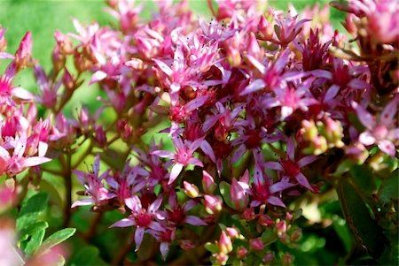 sedum - beautiful flower sedum. Close-up Stock Photo - Budget Royalty-Free & Subscription, Code: 400-05298659