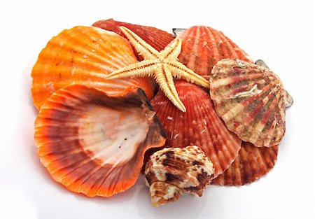 simsearch:400-06137034,k - Star fish and sea shells over a white background. Photographie de stock - Aubaine LD & Abonnement, Code: 400-05299017