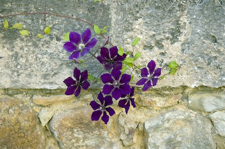 The violet clematises at the stone wall Stock Photo - Budget Royalty-Free & Subscription, Code: 400-05290305