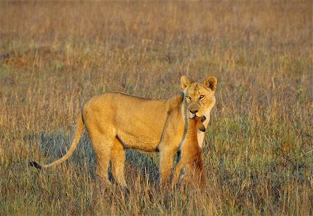 simsearch:400-04836462,k - A lioness with new-born antelope prey. The lioness goes on savanna and bears the killed kid of an antelope. A yellow grass. The morning sun. Foto de stock - Super Valor sin royalties y Suscripción, Código: 400-05291231