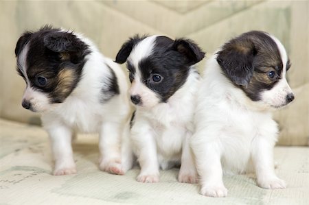 simsearch:400-06641109,k - Three Little Puppies Papillon on the sofa Stock Photo - Budget Royalty-Free & Subscription, Code: 400-05291798